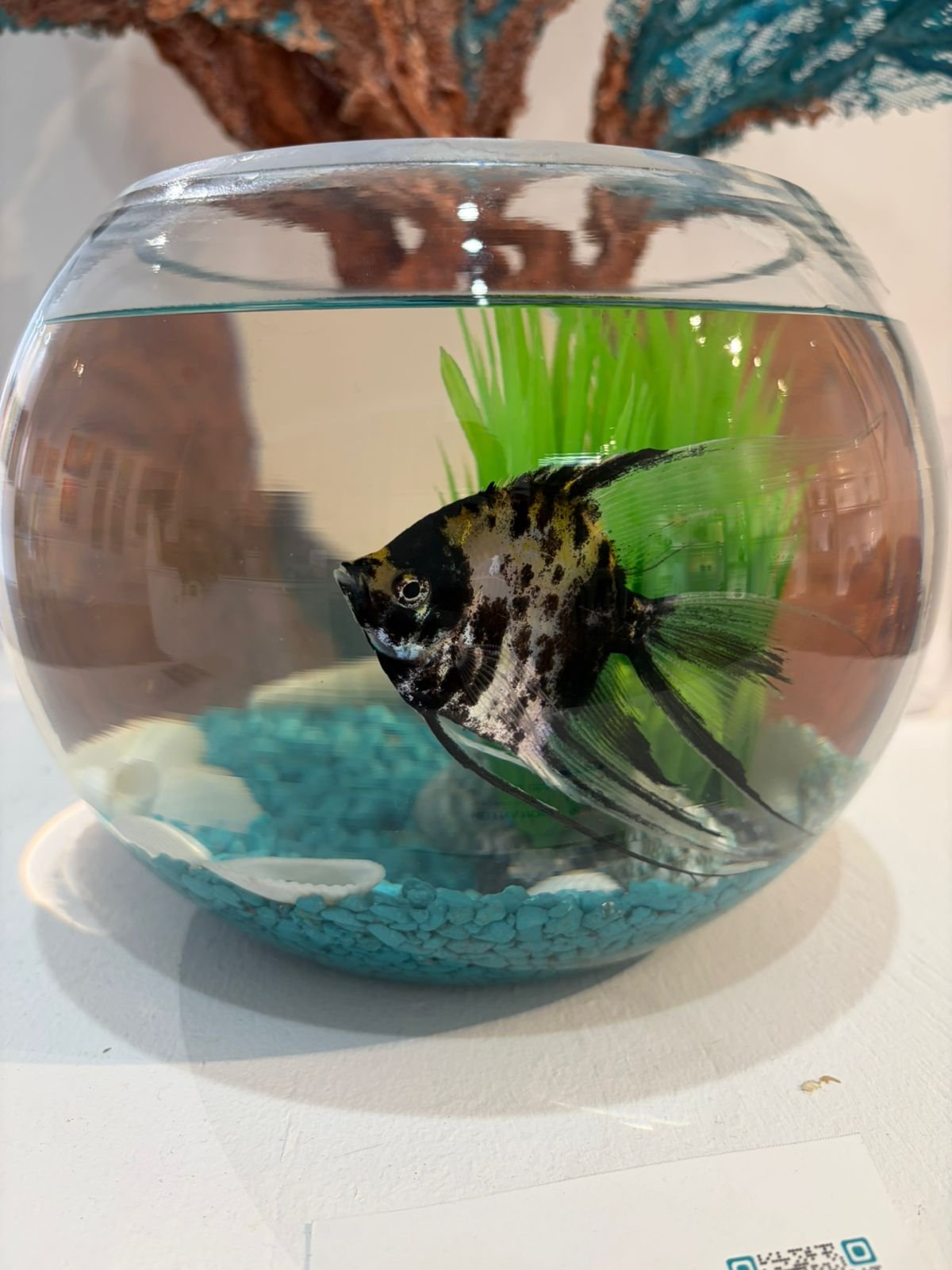 juan angel the fish