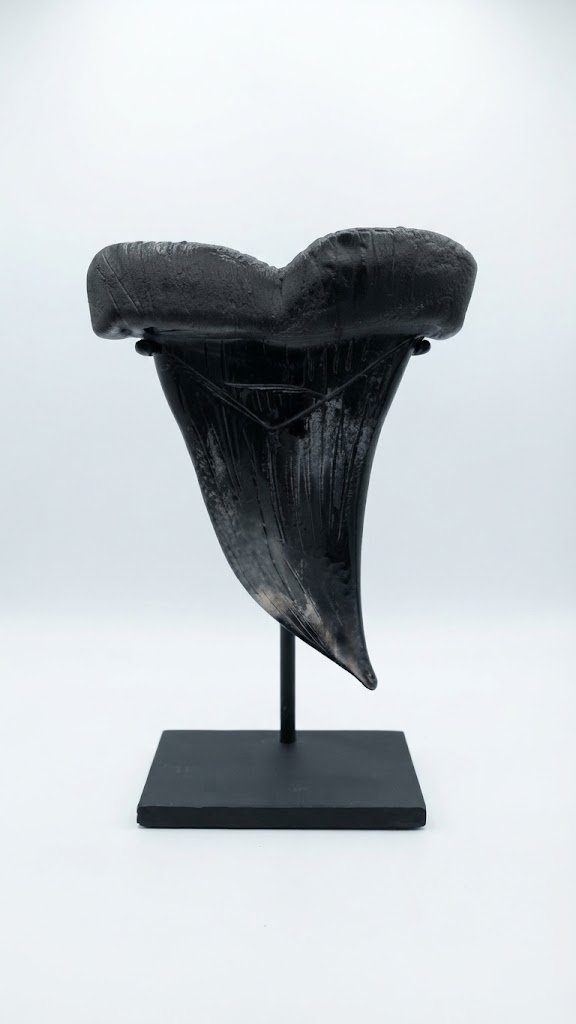 black-sharks-tooth-Grace-Chepenik